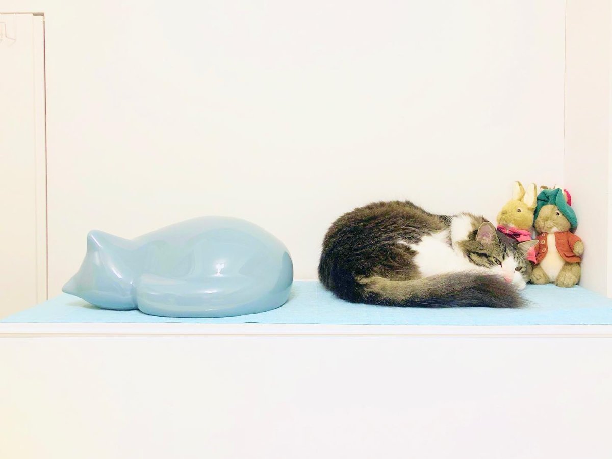 Resting Cat - Imagen 4