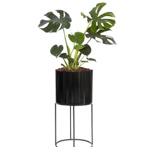Parante diseño Sow de fierro de 30D + Monstera